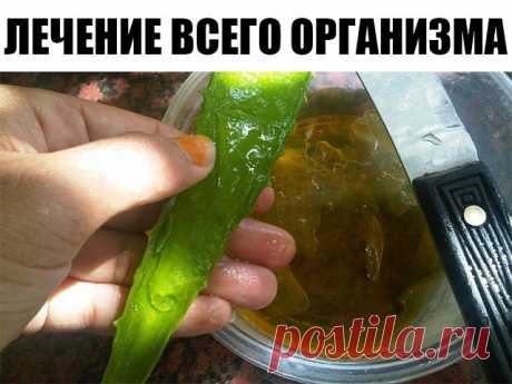 Одна очень приятная, энергичная старушка поведала: 

«…В 1985 году после двух операций меня выписали из Московской 
онкологической клиники и отправили умирать домой, отведя, как позже 
выяснилось, 10 дней жизни.

Дома, пролежав два дня на койке, я 
вспомнила о рецепте лечения всего организма составом, где главный 
компонент – алоэ. Бумажка с описанием куда-то задевалась, стала готовить
 по памяти. Оборвала все листы у двух 4-5 летних растений, промыла их, 
протерла марлей,...