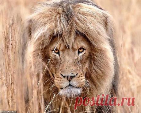 Фотографии «поющих» львов, носорогов и потрясающего тигра