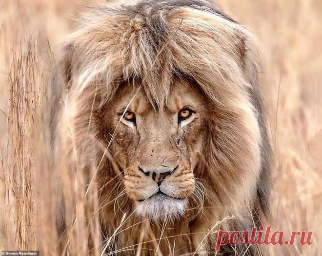 Фотографии «поющих» львов, носорогов и потрясающего тигра