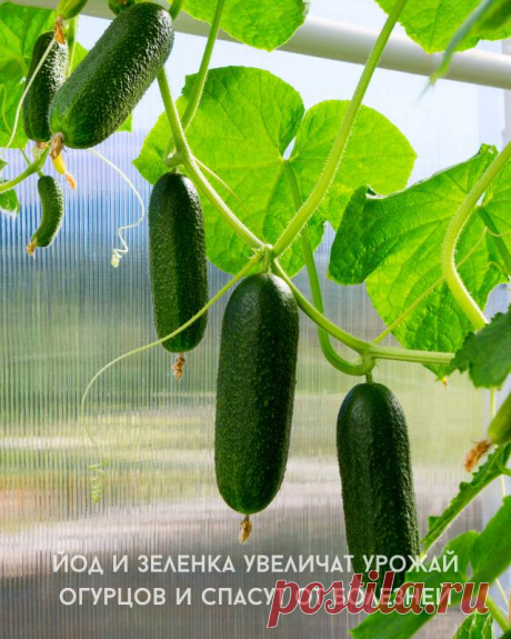 Йод и зеленка увеличат урожай огурцов и спасут от болезней — Идеальное решение!