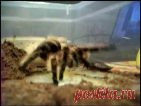 Как охотится паук. As hunting spider. - YouTube
