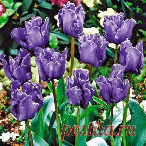 Отдельная клумба – вот что нужно для того, чтобы в полной мере насладиться великолепным цветением этого тюльпана Блю Пэррот! Нежнейшие соцветия обладают нереальной темно-сиреневой раскраской с голубоватым отливом. 
Заказать в России: https://okl.lt/70nZv Заказать в Беларуси: okl.lt/71jT3 
Заказать в Казахстане: https://okl.lt/70o3e 
В зависимости от времени суток, лепестки могут демонстрировать скрытое присутствие бронзовых и фиолетовых вкраплений. В момент полного раскрытия чашеподобный буто