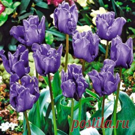 Отдельная клумба – вот что нужно для того, чтобы в полной мере насладиться великолепным цветением этого тюльпана Блю Пэррот! Нежнейшие соцветия обладают нереальной темно-сиреневой раскраской с голубоватым отливом. 
Заказать в России: https://okl.lt/70nZv Заказать в Беларуси: okl.lt/71jT3 
Заказать в Казахстане: https://okl.lt/70o3e 
В зависимости от времени суток, лепестки могут демонстрировать скрытое присутствие бронзовых и фиолетовых вкраплений. В момент полного раскрытия чашеподобный буто