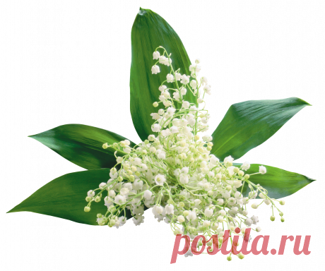 разные красивые детали на прозрачном фоне: 19 тыс изображений найдено в Яндекс.Картинках