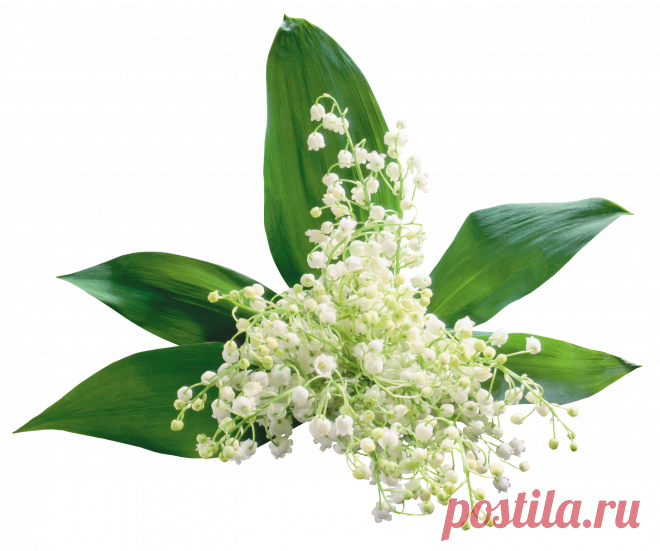 разные красивые детали на прозрачном фоне: 19 тыс изображений найдено в Яндекс.Картинках