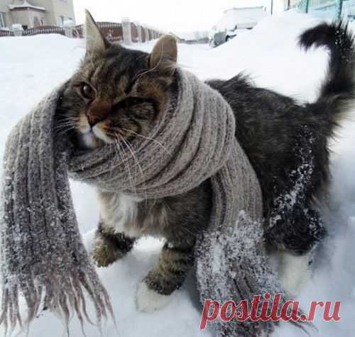 О тех, кого мы приручили... | Удивительный мир