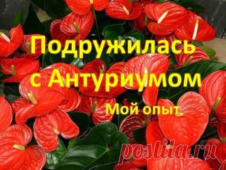 Подружилась с Антуриумом🌸 Мой опыт🌸