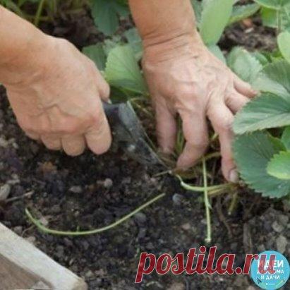 КАК ОПРЕДЕЛИТЬ ЖЕНСКИЕ КУСТЫ КЛУБНИКИ
Сохраните, чтобы не потерять!
 
Что нужно делать? Обязательно поливайте клубнику, ведь сейчас закладывается будущий урожай. И своевременно займитесь размножением кустов клубники. В этом деле нужно знать некоторые премудрости.
 
Для того, чтобы собирать обильный урожай, нужно убедиться, что на грядке преобладают кусты женского пола. Ведь плодоносят в основном женские растения, а мужские хоть и дают небольшое количество ягод, отвечают они, в основном, за оп