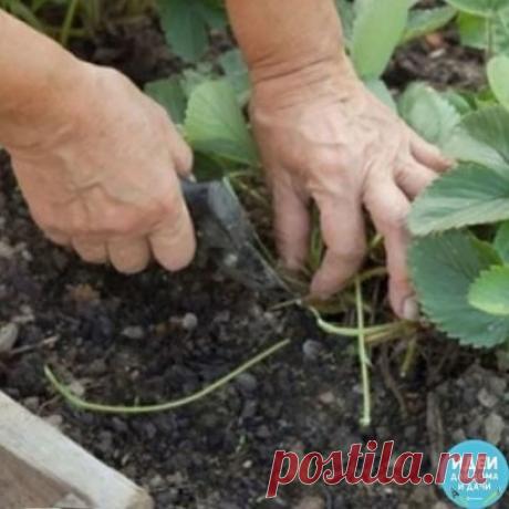 КАК ОПРЕДЕЛИТЬ ЖЕНСКИЕ КУСТЫ КЛУБНИКИ
Сохраните, чтобы не потерять!
 
Что нужно делать? Обязательно поливайте клубнику, ведь сейчас закладывается будущий урожай. И своевременно займитесь размножением кустов клубники. В этом деле нужно знать некоторые премудрости.
 
Для того, чтобы собирать обильный урожай, нужно убедиться, что на грядке преобладают кусты женского пола. Ведь плодоносят в основном женские растения, а мужские хоть и дают небольшое количество ягод, отвечают они, в основном, за оп