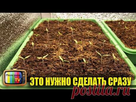 Появились всходы помидор? Как не испортить рассаду сразу после всходов.