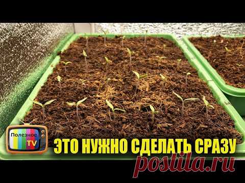 Появились всходы помидор? Как не испортить рассаду сразу после всходов.