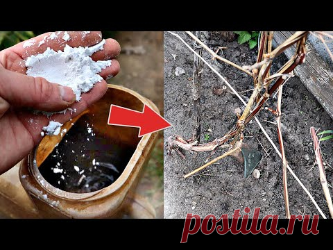 Сделайте это с виноградом в апреле после снега для огромного урожая! Уход подкормка обработка