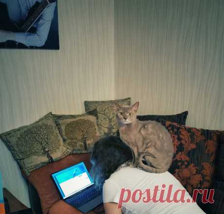 Уже несколько лет я фоткаю смешные и необычные выражения морды моего кота и его весёлые позы. Вы точно улыбнетесь | Блог мобильного фотографа | Яндекс Дзен