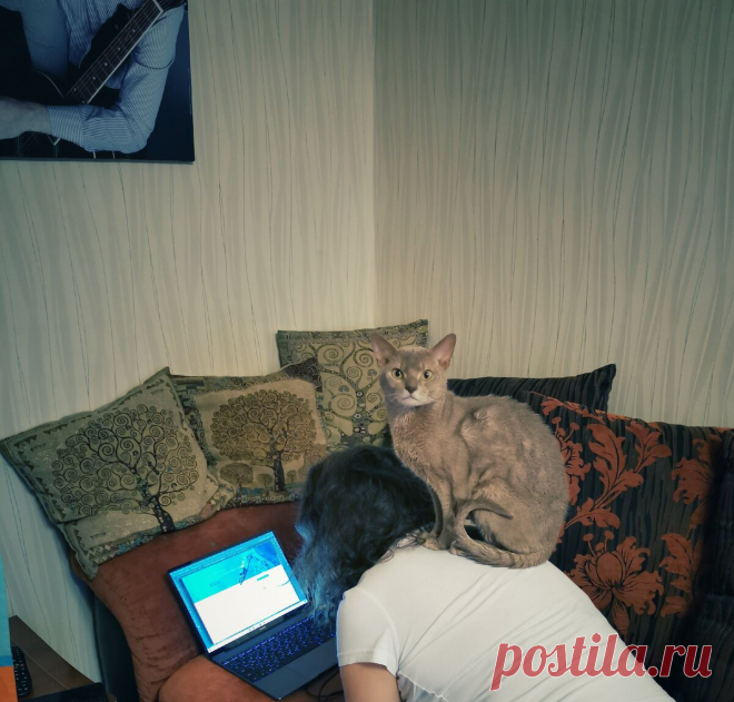 Уже несколько лет я фоткаю смешные и необычные выражения морды моего кота и его весёлые позы. Вы точно улыбнетесь | Блог мобильного фотографа | Яндекс Дзен