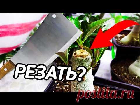 Когда Ты Не Знаешь Как Обрезать Адениум...