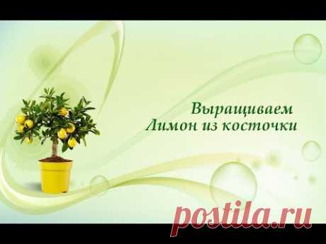 Сажаем лимон из косточки. Быстрые всходы цитрусовых сеянцев .