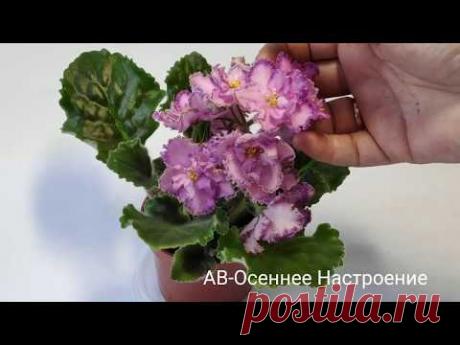 АВ-Осеннее Настроение.Снежный Май.Тайное Желание .Танго.Фисташковое Пралине