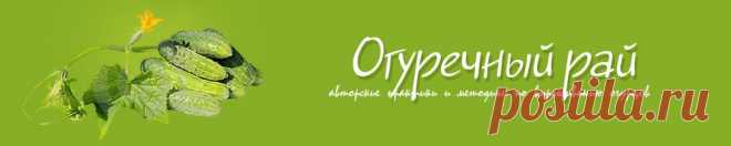 Выращивание огурцов в теплице. Посадка огурцов. Огурцы в теплице