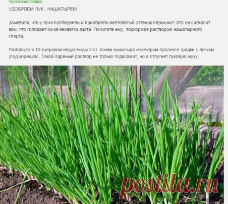 УДОБРЯЕМ ЛУК НАШАТЫРЁМ