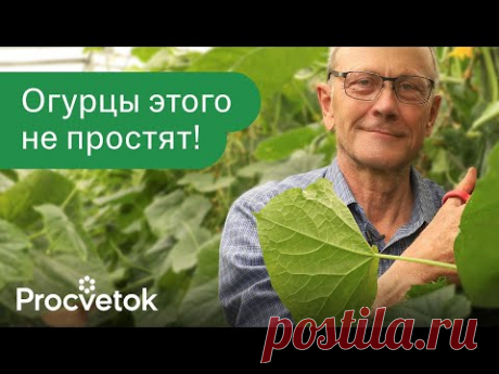 ЧЕГО НЕ ЛЮБЯТ ОГУРЦЫ? 8 непростительных ошибок, из-за которых вы теряете урожай!