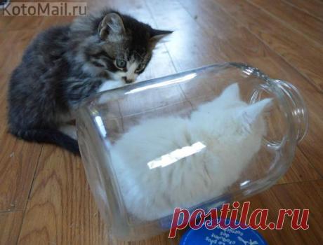 ЕЩЁ КОТЭ | KotoMail.ru