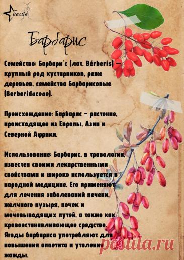Барбарис
