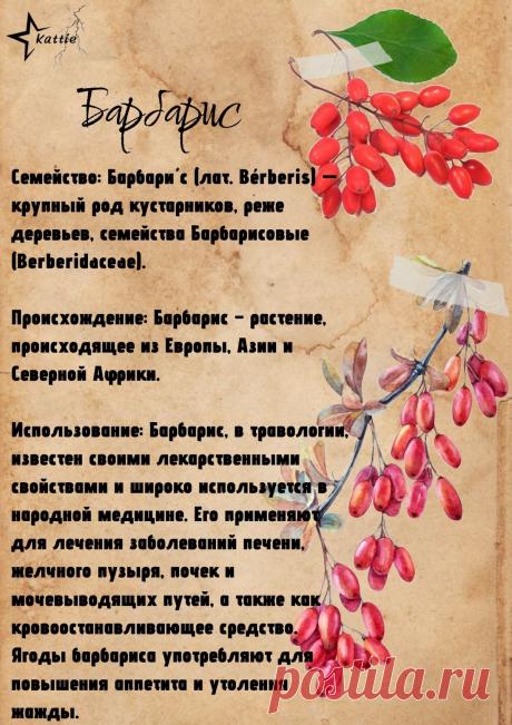 Барбарис