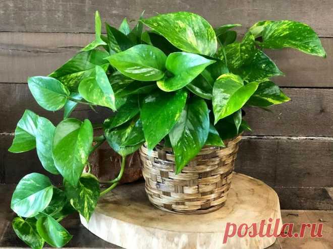 Быстрорастущие комнатные растения | Гидра | Яндекс Дзен