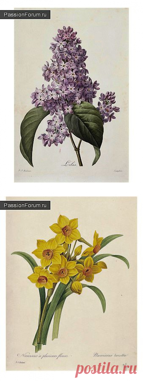 Из ботанического альбома Пьера-Жозефа Редуте / Картинки для декупажа / PassionForum - мастер-классы по рукоделию