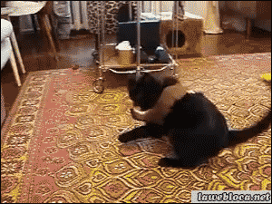 original.gif (300×225)
