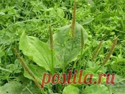 Подорожник - Диеты, Здоровье, Красота - Сборник - Познавательный Интернет-журнал "Умеха - мир самоделок"