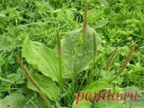 Подорожник - Диеты, Здоровье, Красота - Сборник - Познавательный Интернет-журнал &quot;Умеха - мир самоделок&quot;