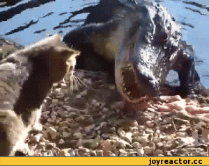 ....