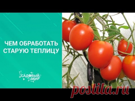 Чем обработать старую теплицу перед посадкой томатов, перцев и баклажан
