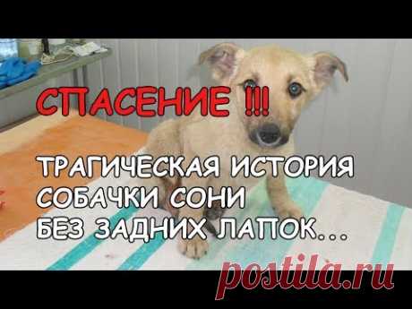 СПАСЕНИЕ!!! ТРАГИЧЕСКАЯ ИСТОРИЯ СОБАЧКИ СОНИ БЕЗ ЗАДНИХ ЛАПОК... - YouTube