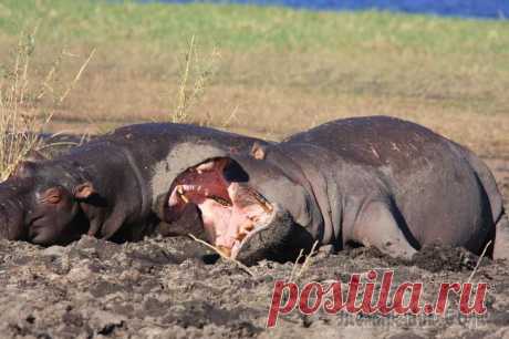 Заповедник Чобе - Ботсвана Вот так отдыхают бегемоты