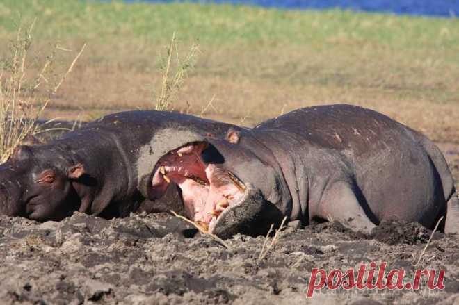 Заповедник Чобе - Ботсвана Вот так отдыхают бегемоты