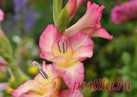 Гладиолусы: опыт выращивания