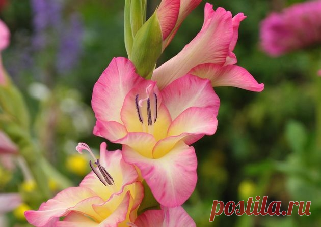 Гладиолусы: опыт выращивания