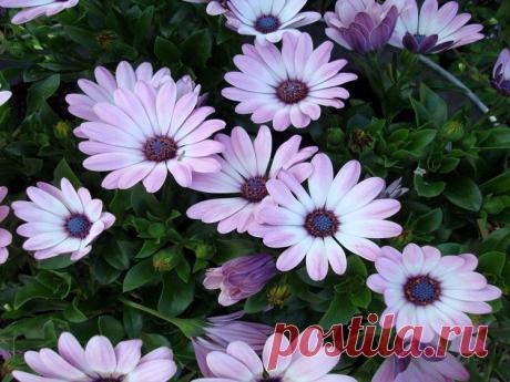 картинки цветов красивые - 464 тыс. картинок. Поиск@Mail.Ru