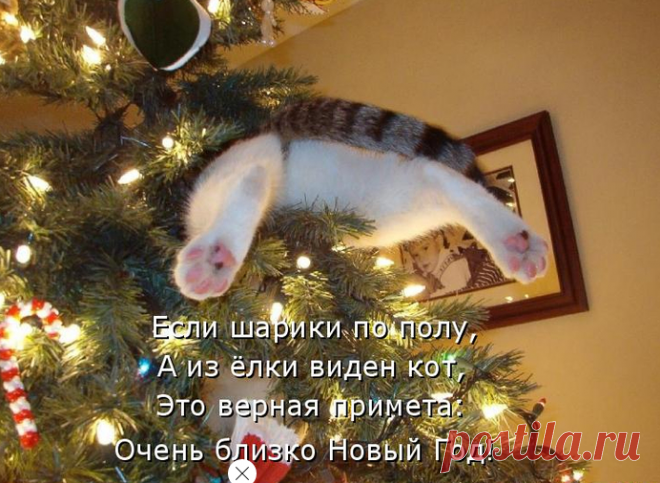 Новый год и домашние любимцы - улыбаемся! &raquo; Женский Мир