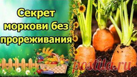 БЫСТРЫЕ, ДРУЖНЫЕ ВСХОДЫ МОРКОВИ БЕЗ ПРОРЕЖИВАНИЯ! ПРОСТОЙ И УДОБНЫЙ СПОСОБ С КИСЕЛЕМ!