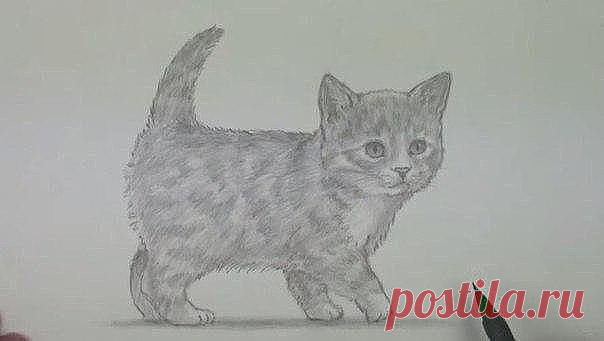 Рисуем пушистого котенка поэтапно