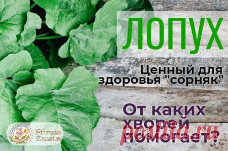 Лопух: лечебные свойства и противопоказания, как и от чего его применяют в народной медицине, использование корня
