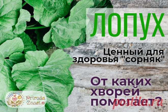 Лопух: лечебные свойства и противопоказания, как и от чего его применяют в народной медицине, использование корня