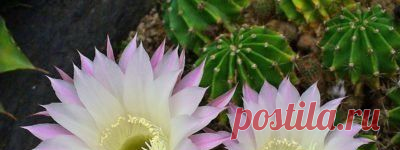 Эхинопсис уход в домашних условиях полив пересадка размножение