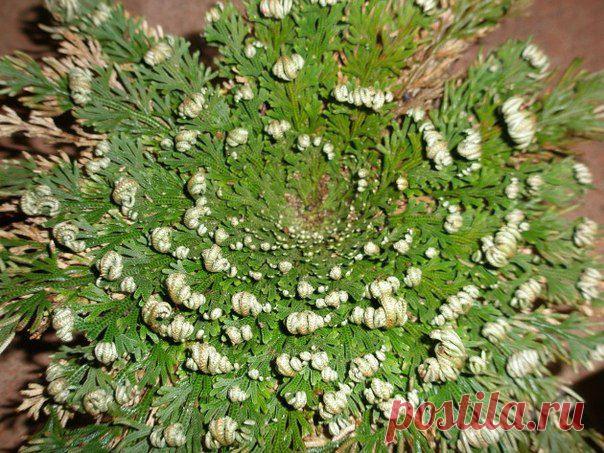 Растение, которое воскресает из мертвых //  ОПТИМИСТ