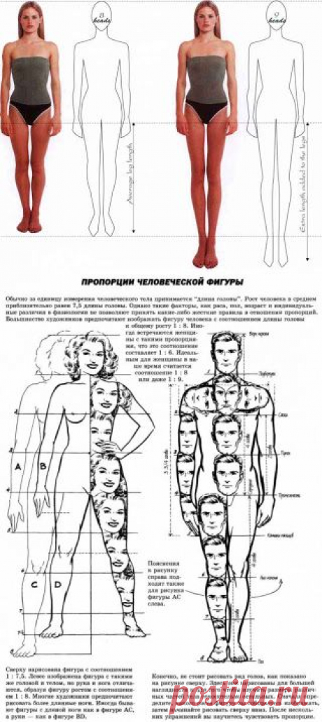 Особенности кукольных пропорций