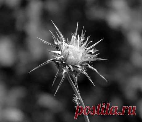 flower | JuzaPhoto