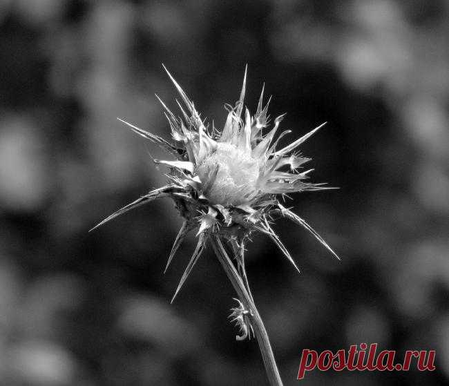 flower | JuzaPhoto
